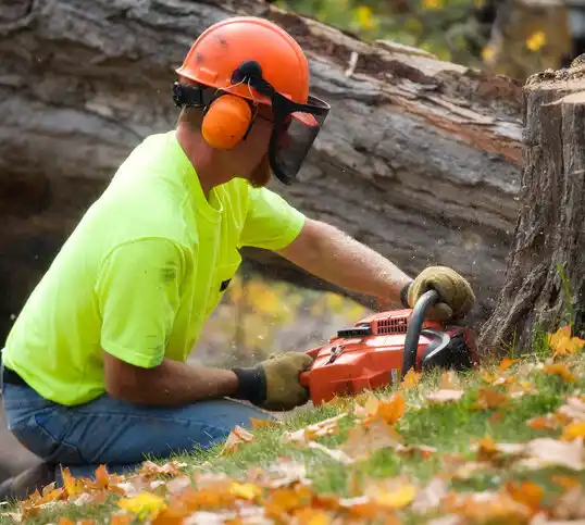 tree services Clara